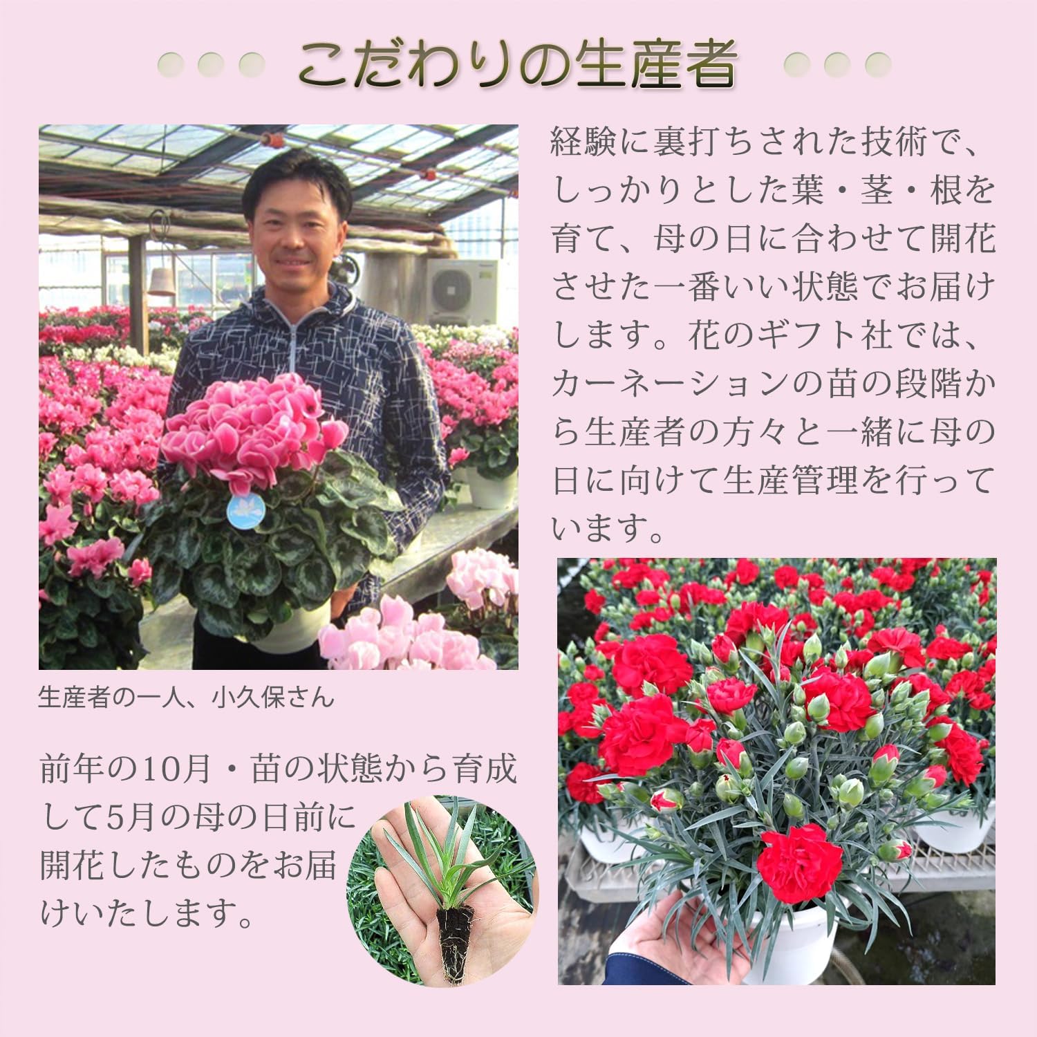 Amazon.co.jp: 花のギフト社 母の日 花 カーネーション 母の日ギフト